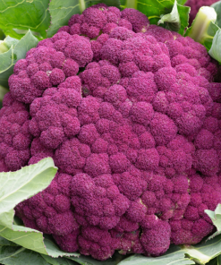 MÅNGSIDIGA GRÖNSAKSPAKET